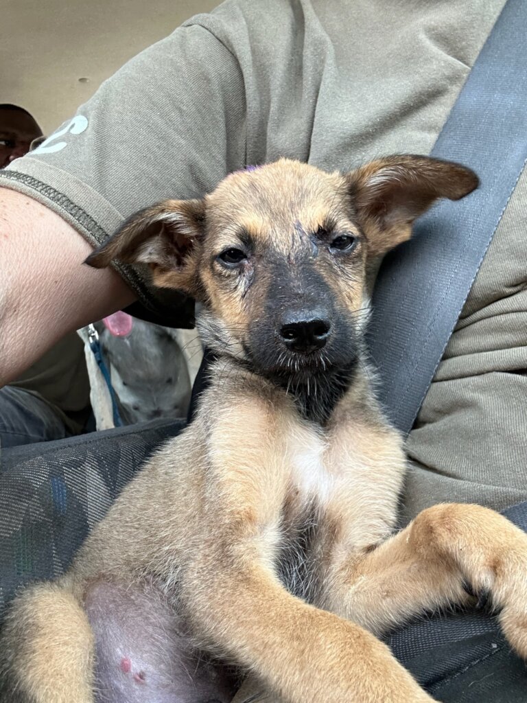 Build a community vet clinic in rural South Africa