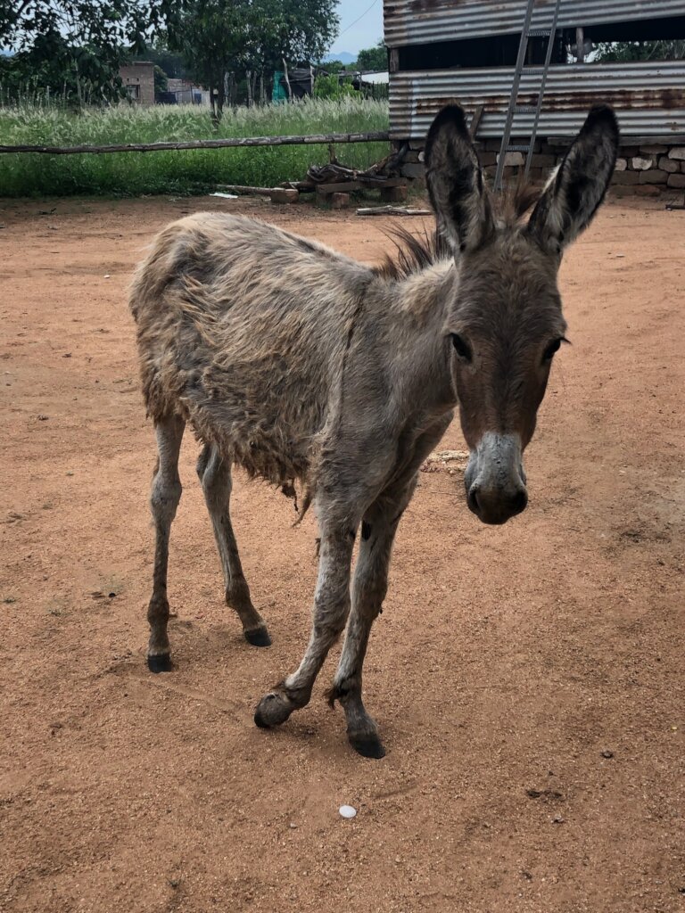 Build a community vet clinic in rural South Africa