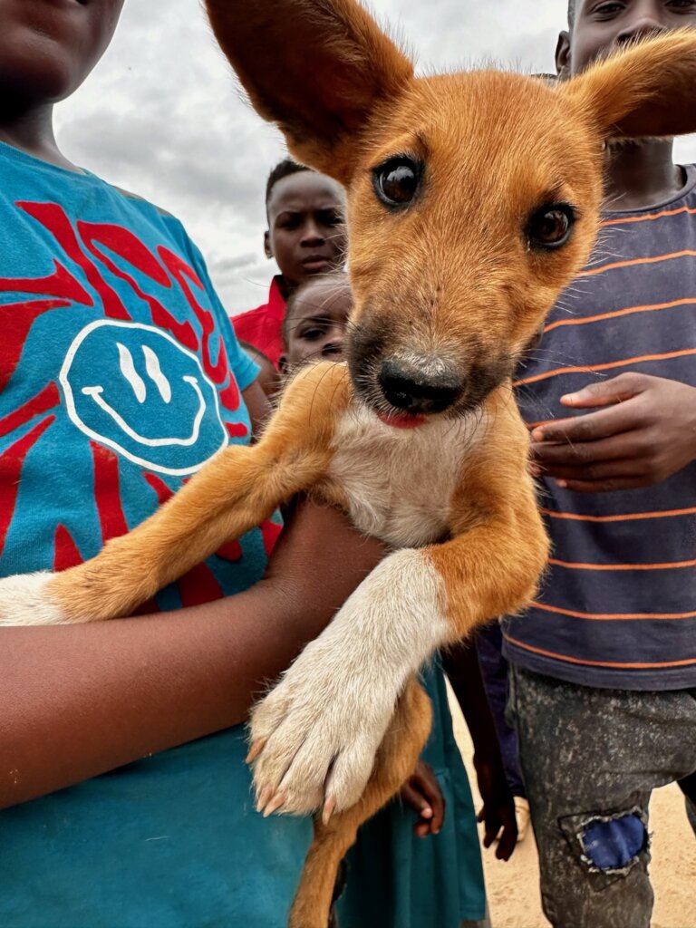 Build a community vet clinic in rural South Africa