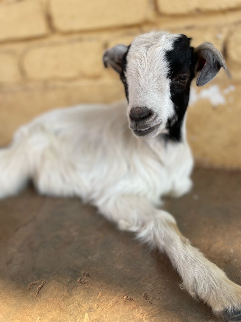 Build a community vet clinic in rural South Africa