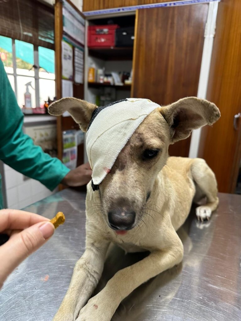 Build a community vet clinic in rural South Africa