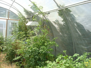 Hydroponics Mid-Season