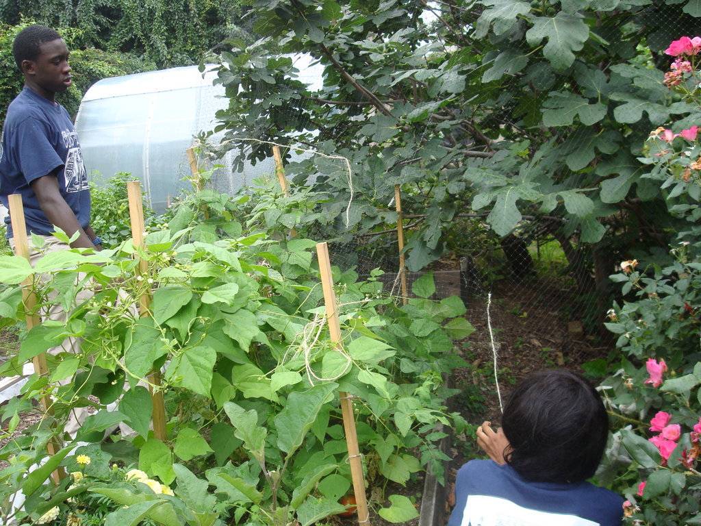 Build aquaponics center in Brooklyn