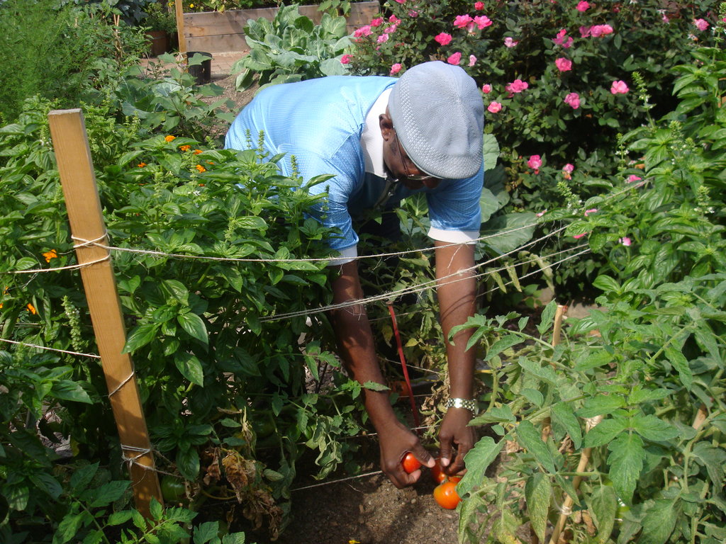 Build aquaponics center in Brooklyn
