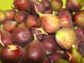 Fig Harvest