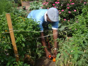 Crop Cultivation