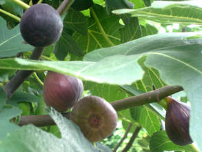 Tree Ripe Figs