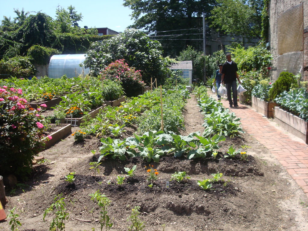 Build aquaponics center in Brooklyn