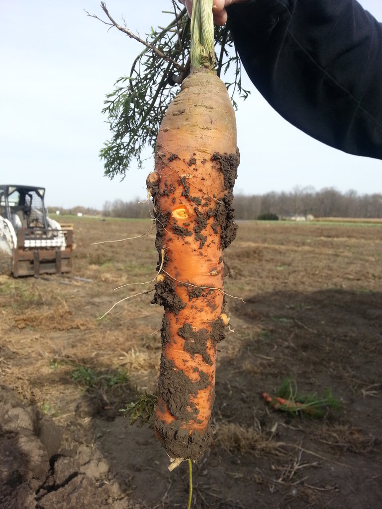 Carrott Bumper Crop