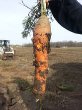 Carrott Bumper Crop