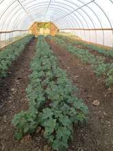 Growing Greens in Hoop Houses