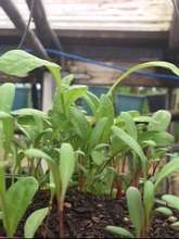 Swiss Chard Seedlings