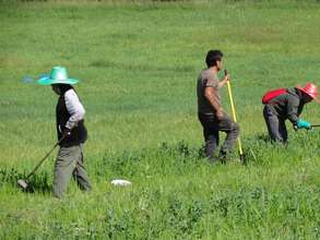 Working on the Hmong Cultural Heritage farm plot