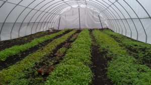 Bountiful Minnesota hoop house produce 2013