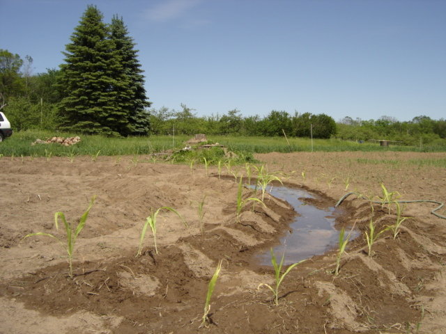 Food Justice in Action - 100 Hoops/100 Farms