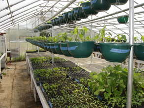Plants in the Greenhouse