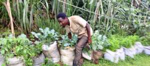 BOSCO A YOUTH EMBRACING VEGETABLE GROWING.jpg