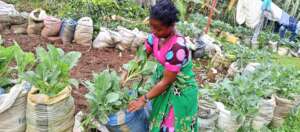 RUTH A YOUTH TRANSPLANTING THE SEEDLINGS.jpg