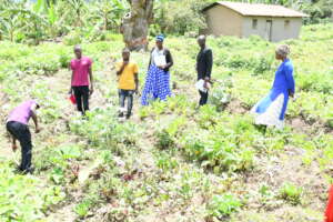 Monitoring the vegetable gardens in the community