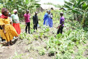 Vegetable gardens in the community.