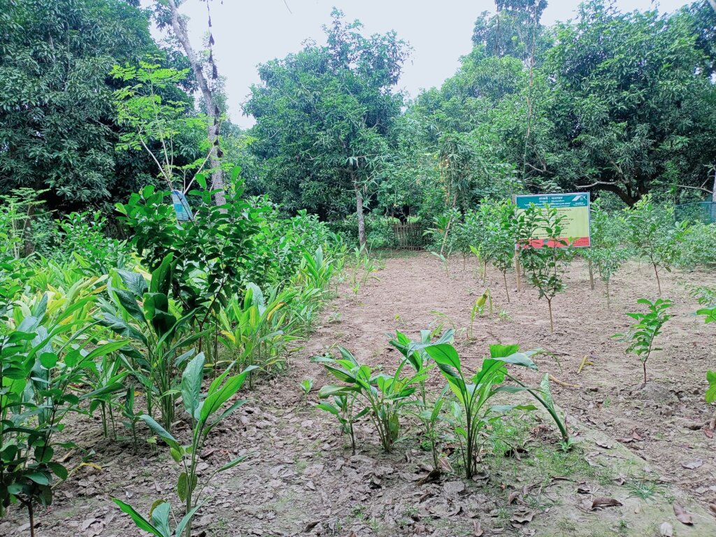 Sponsor A tree for a child's future in Bangladesh