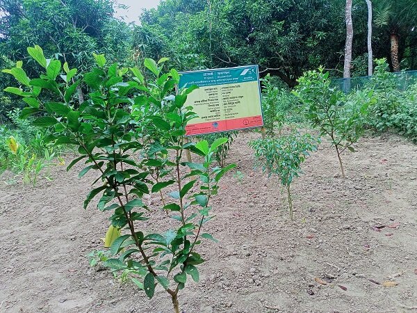 Sponsor A tree for a child's future in Bangladesh