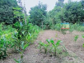 Matured fruits garden