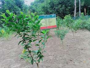 Matured fruits garden
