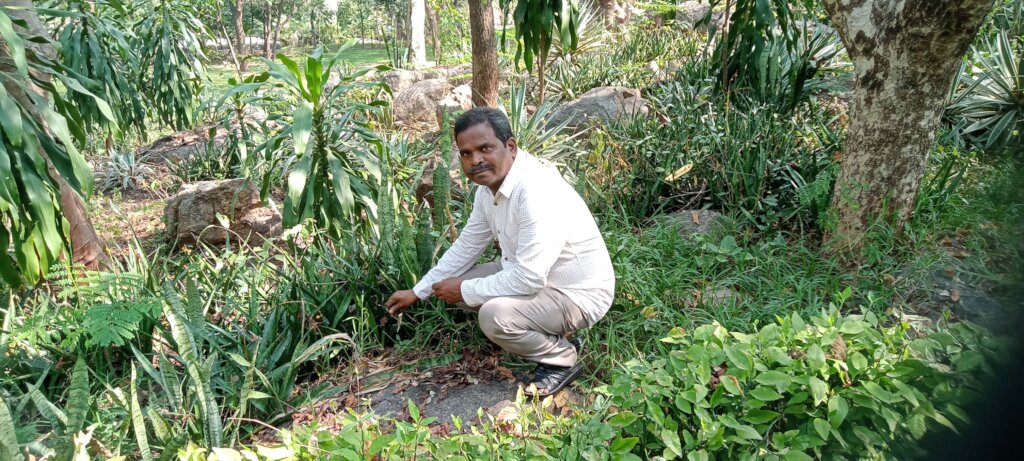 To preserve  endangered species of Cycas beddomei