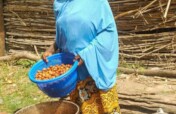 Empower 500 Nigerian Shea Processors Sustainably
