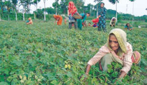 Participation of women in Charland