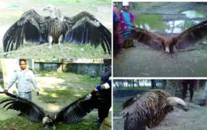 Rescued vultures