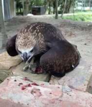 Rescued eaglet
