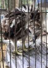Rescued eaglet