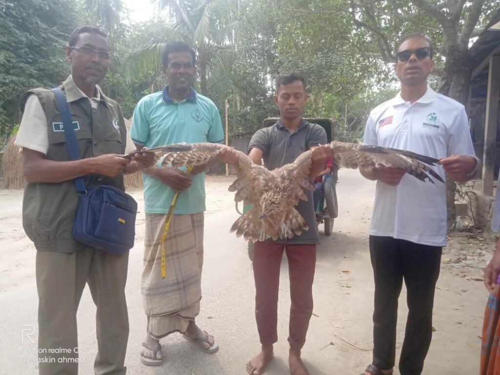 Protect Endangered Eagles in Bangladesh