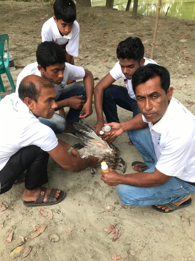 Protect Endangered Eagles in Bangladesh