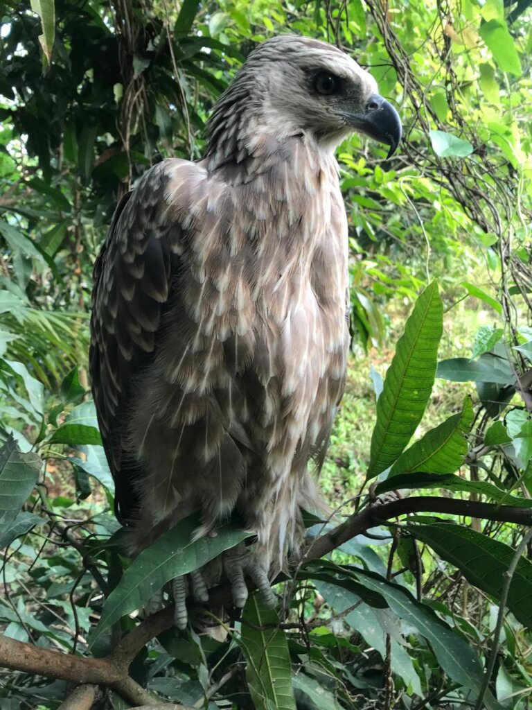 Protect Endangered Eagles in Bangladesh