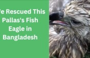 Protect Endangered Eagles in Bangladesh
