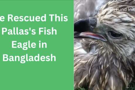 Protect Endangered Eagles in Bangladesh