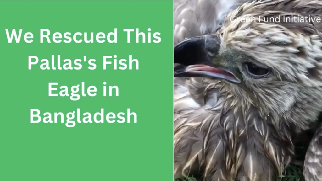 Save Pallas's Fish Eagle
