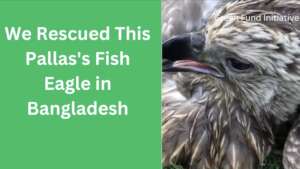 Protect Endangered Eagles in Bangladesh