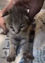 One of the rescued babies