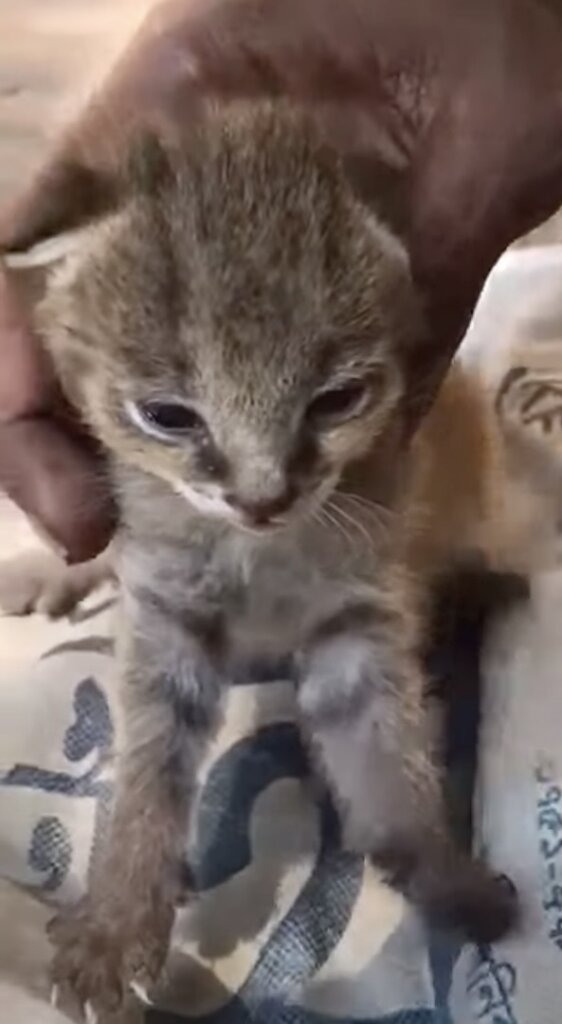 Reports on Join the Fight to Save the Fishing Cat GlobalGiving