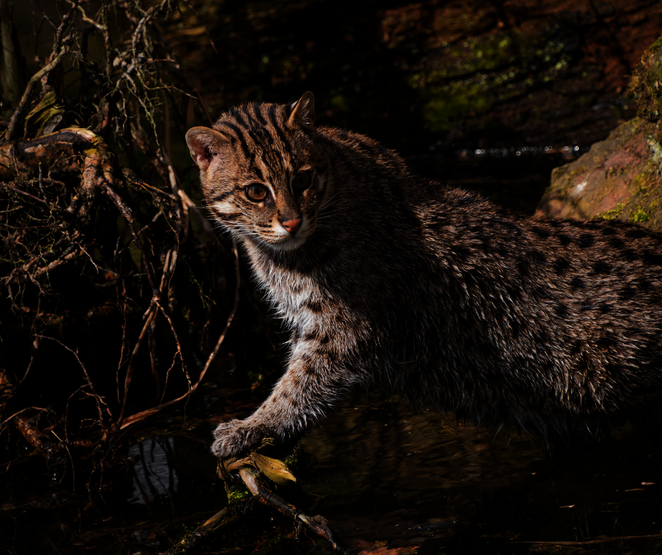 Protect Fishing Cats in Bangladesh