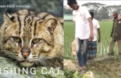 Protect Fishing Cats in Bangladesh