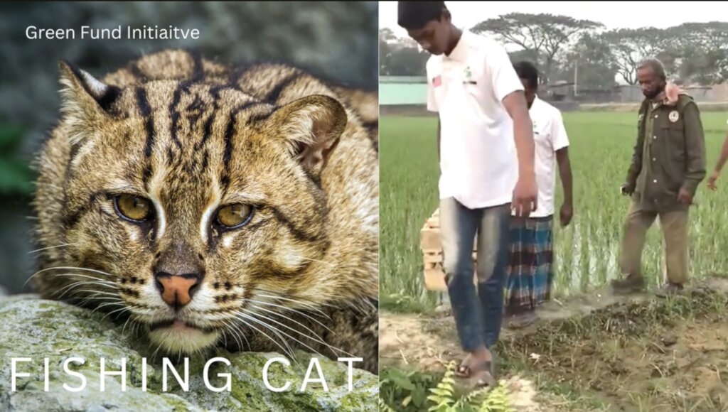 Protect Fishing Cats in Bangladesh