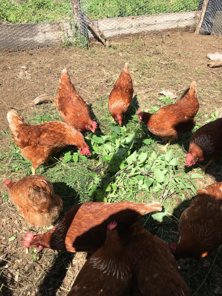 Organic Community Garden.