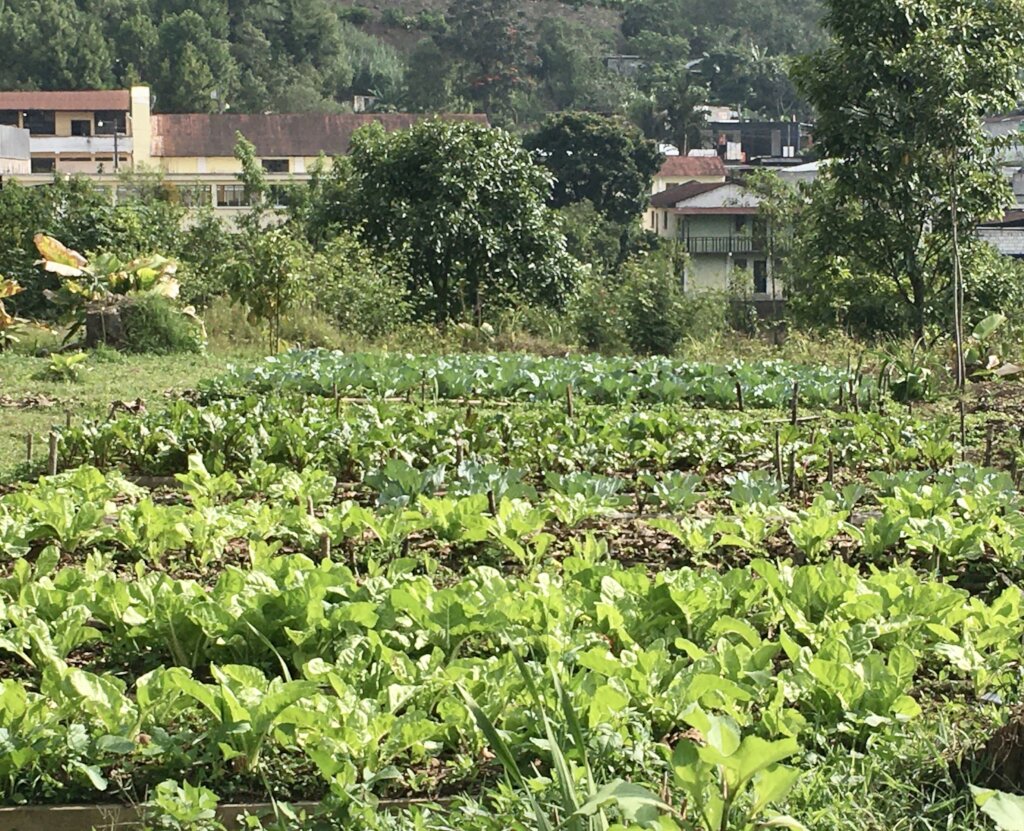 Organic Community Garden.