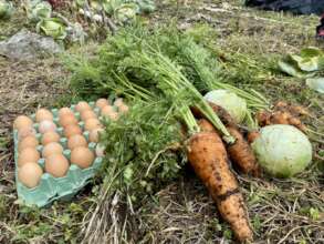 Our harvest
