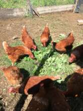 We have 20 laying hens right now.